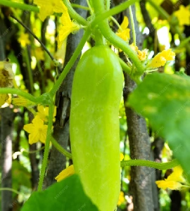 Gourds Hybrid Seeds
