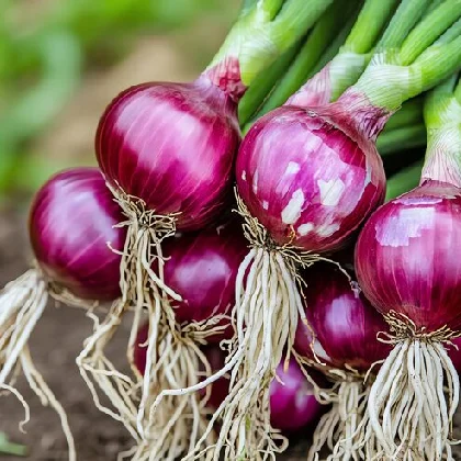 Red Onion